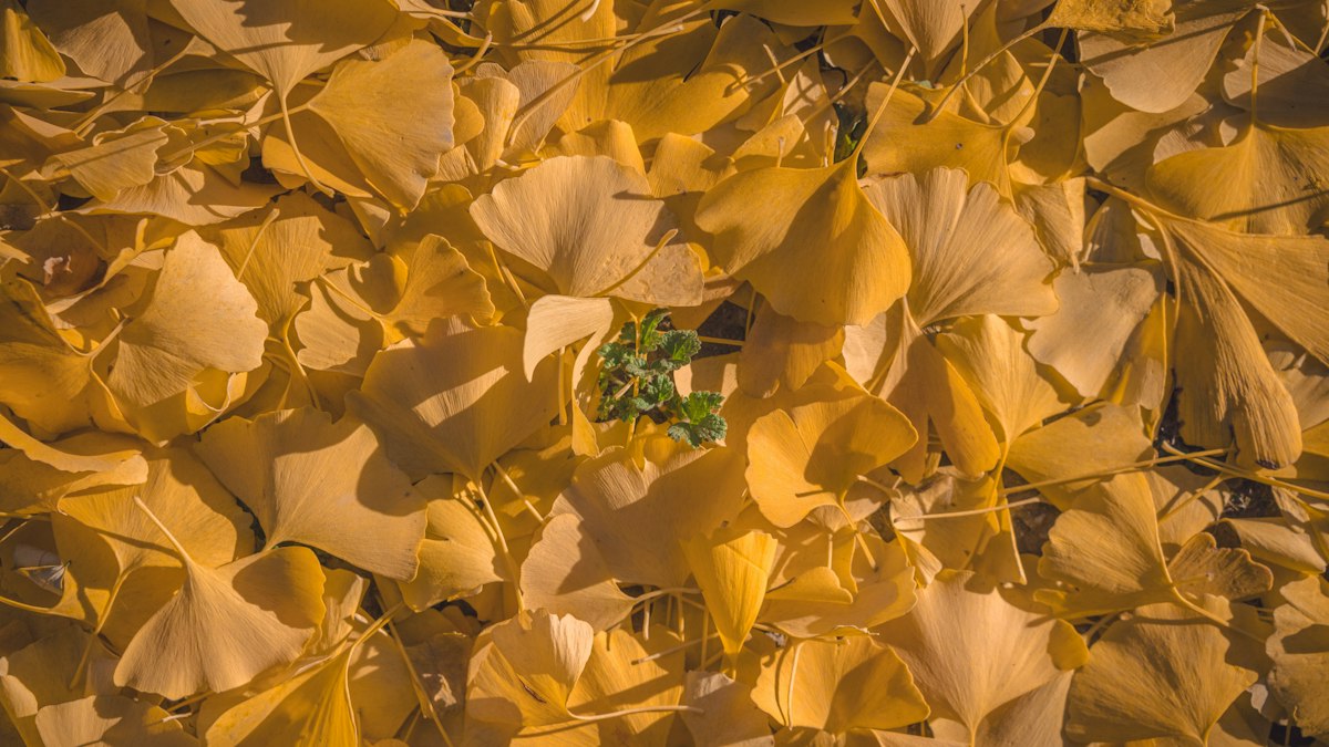Hojas de Ginkgo Biloba verde natural