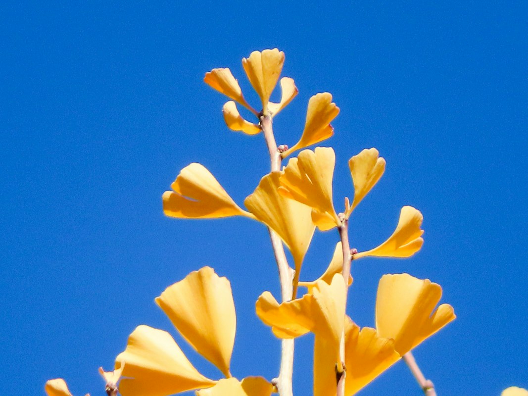 Ginkgo Biloba hojas abanico